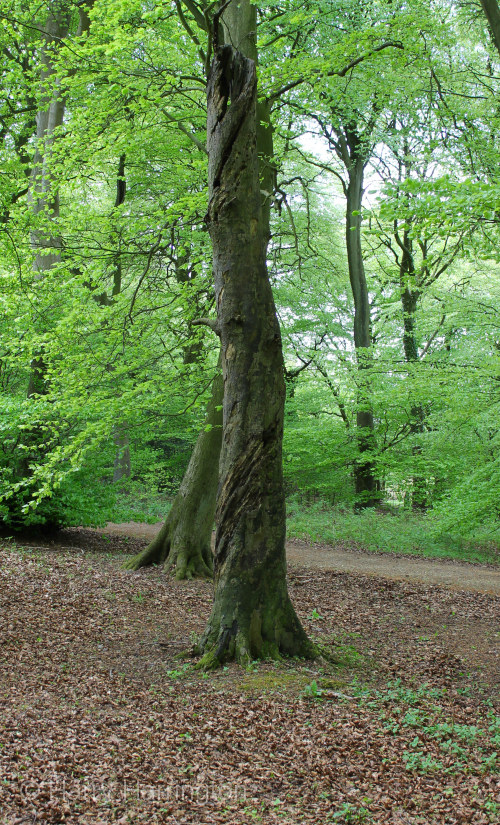twisted beech